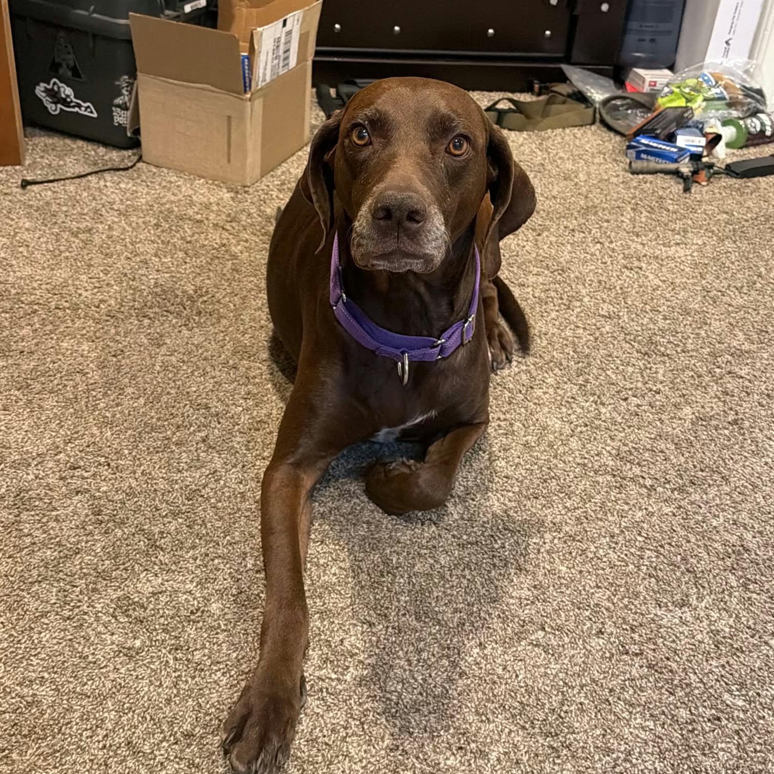 Enlarge LINDY, a Adoptable mixed breed in Loveland, CO image 5/6