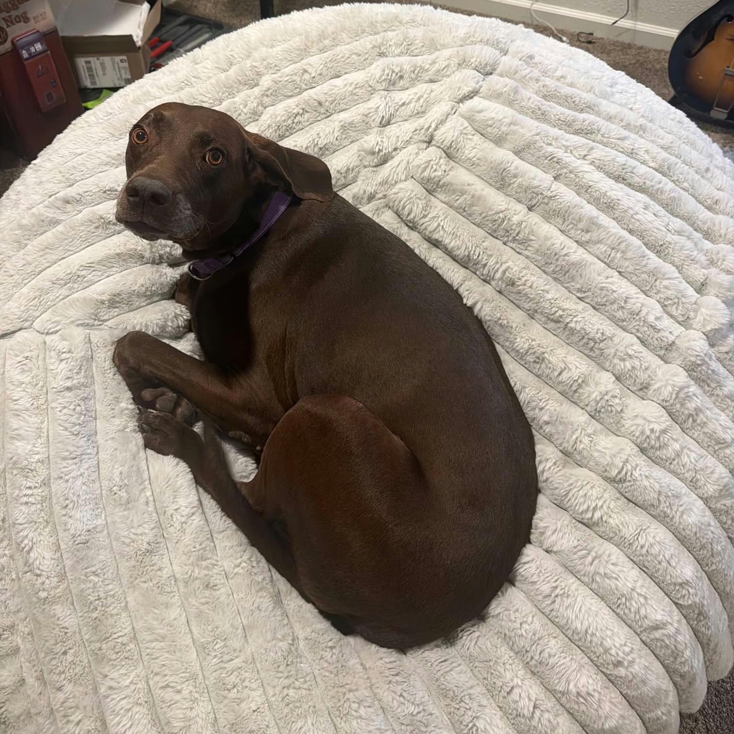 Enlarge LINDY, a Adoptable mixed breed in Loveland, CO image 6/6