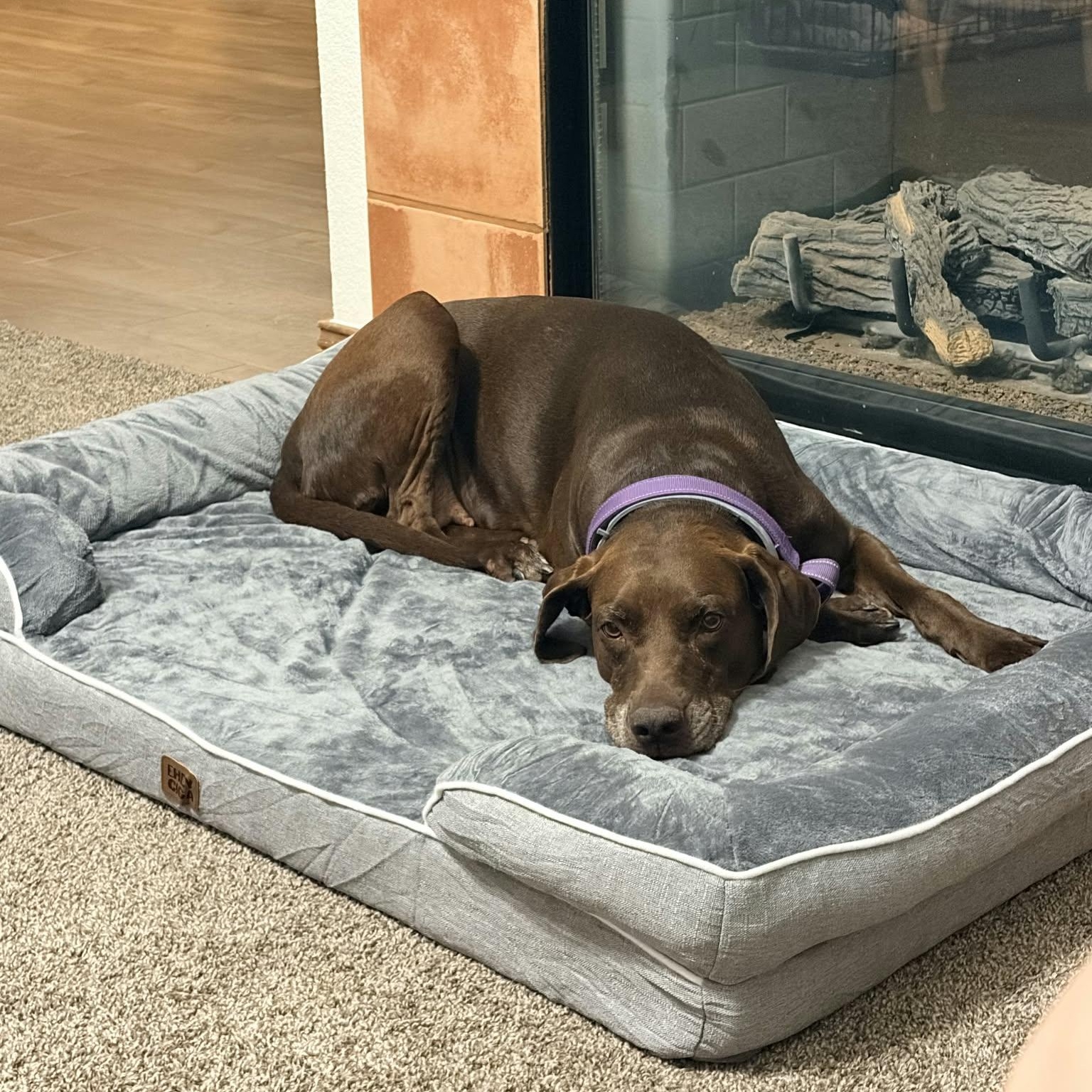 Enlarge LINDY, a Adoptable mixed breed in Loveland, CO image 3/6