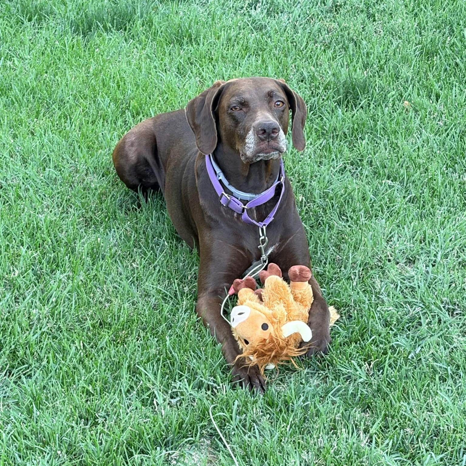 LINDY, Adoptable, Adult Female Chocolate Labrador Retriever.