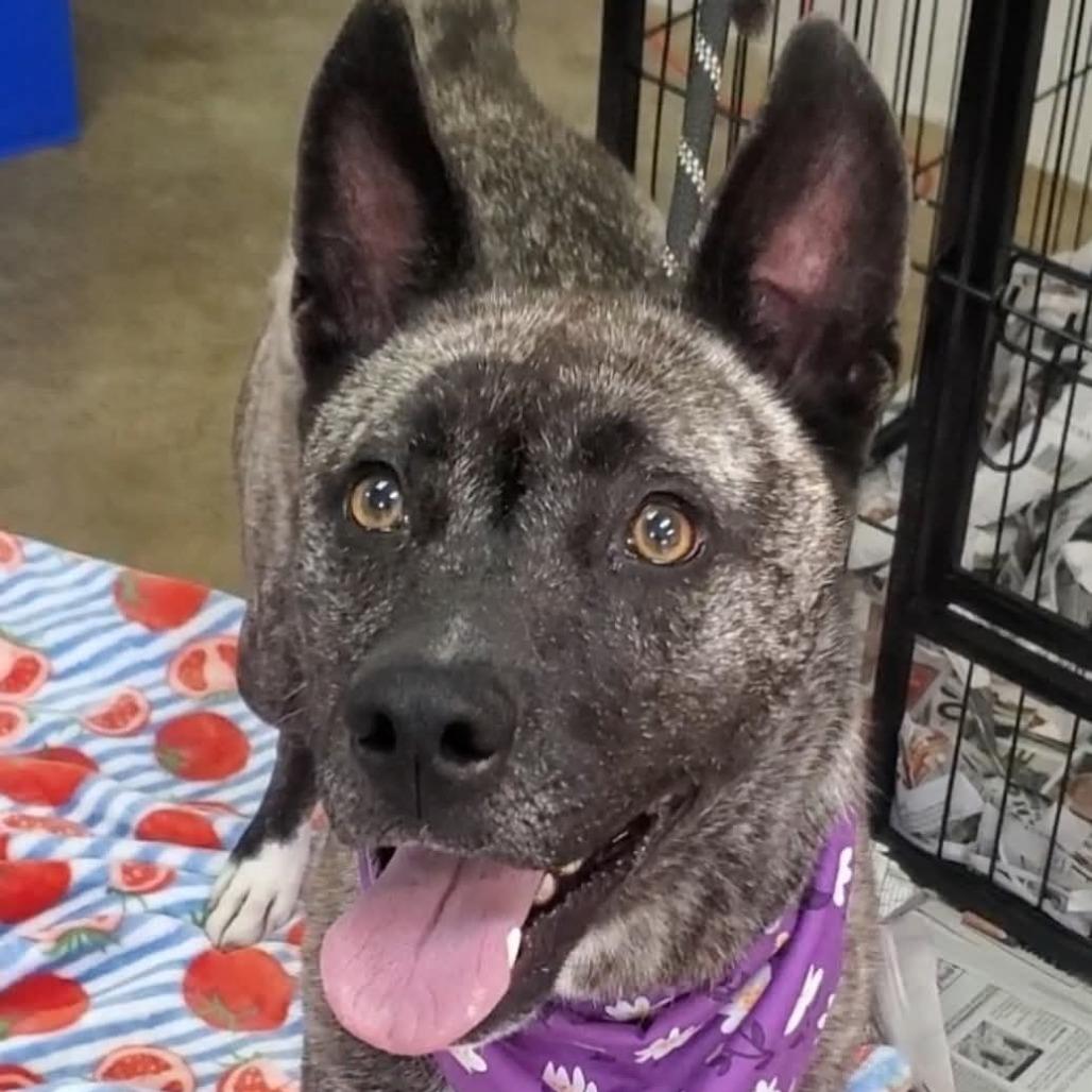 Enlarge Socks, a Adoptable mixed breed in Bessemer, AL image 1/6
