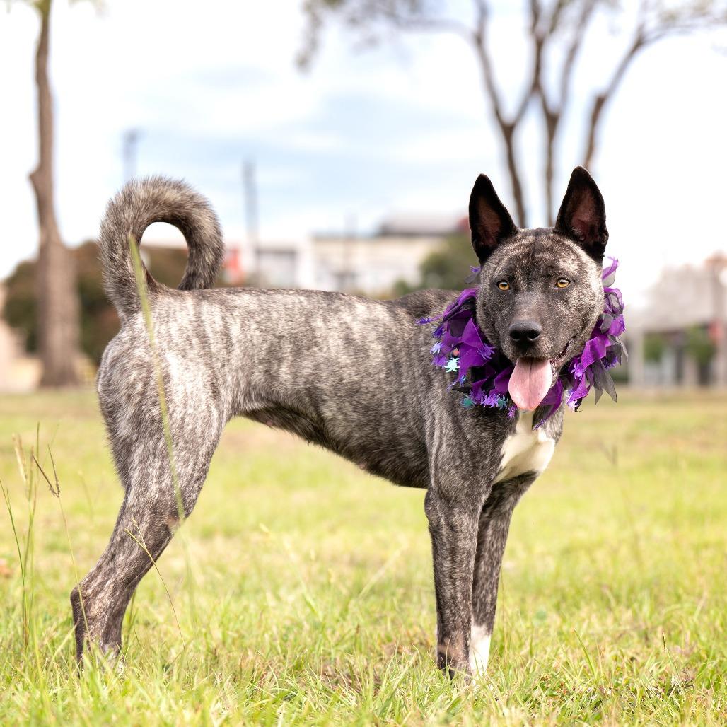 Enlarge Socks, a Adoptable mixed breed in Bessemer, AL image 2/6