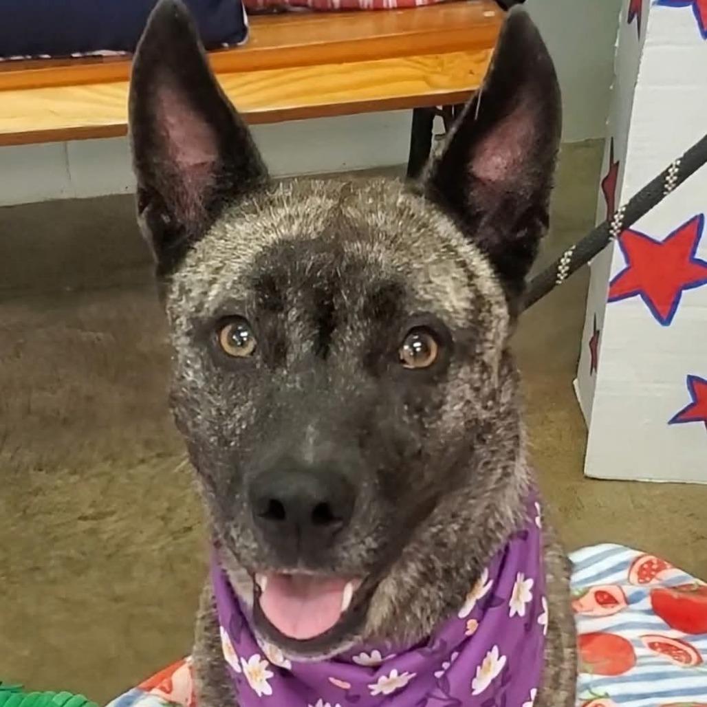 Enlarge Socks, a Adoptable mixed breed in Bessemer, AL image 3/6