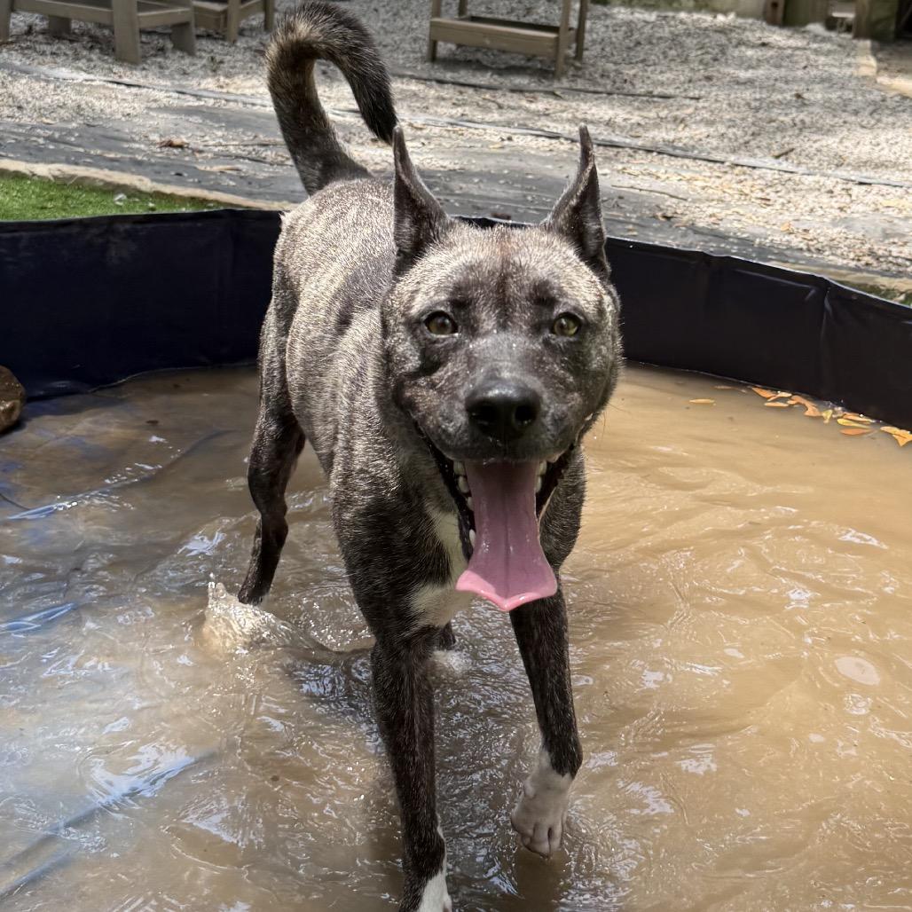 Enlarge Socks, a Adoptable mixed breed in Bessemer, AL image 5/6