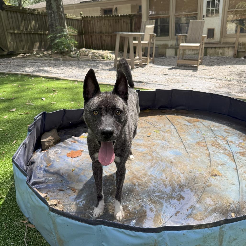 Enlarge Socks, a Adoptable mixed breed in Bessemer, AL image 6/6