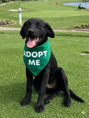 Enlarge Colby - In NJ, an adopted Black Labrador Retriever in Willington, CT image 5/6