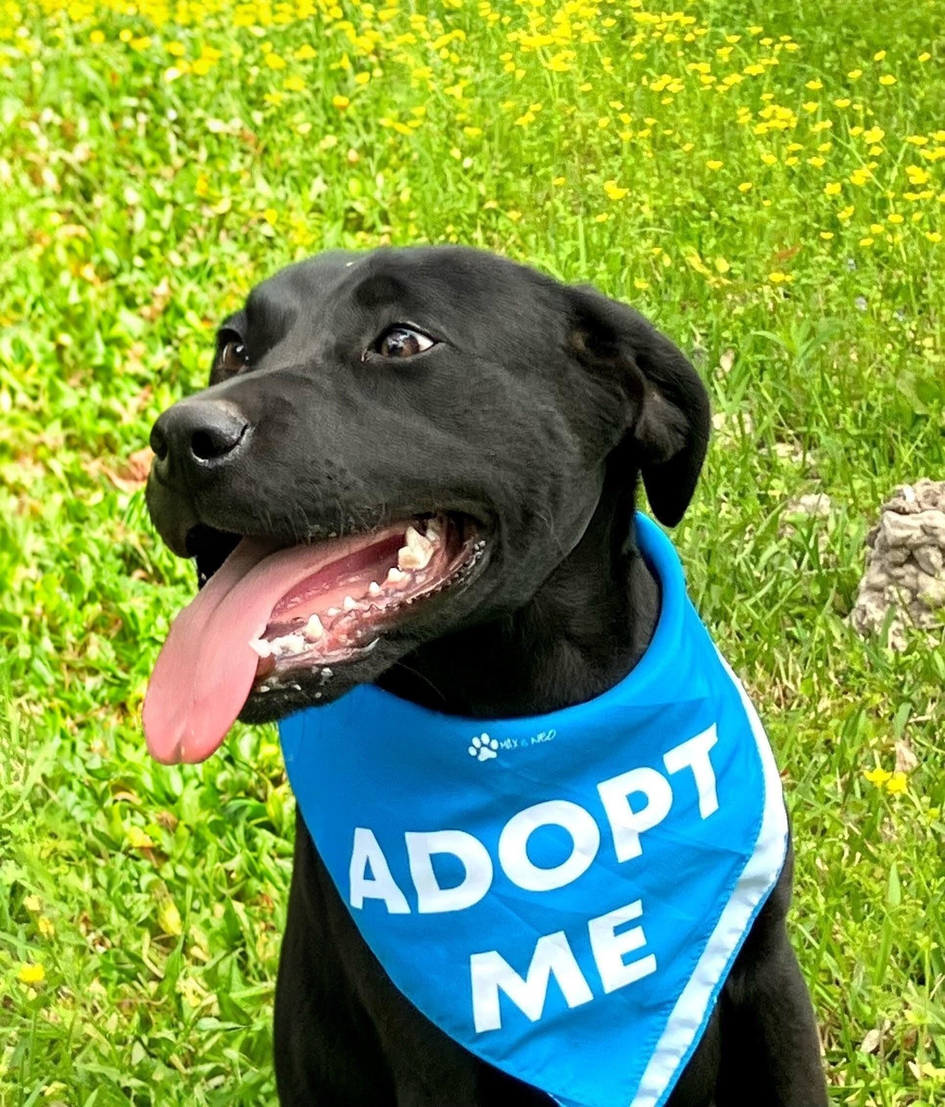 Enlarge Colby - In NJ, an adopted Black Labrador Retriever in Willington, CT image 4/6