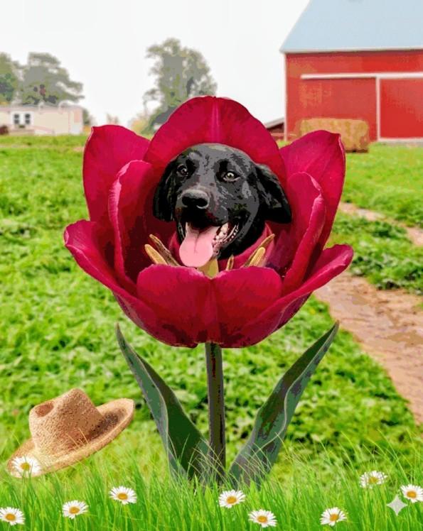 Enlarge Colby - In NJ, an adopted Black Labrador Retriever in Willington, CT image 2/6