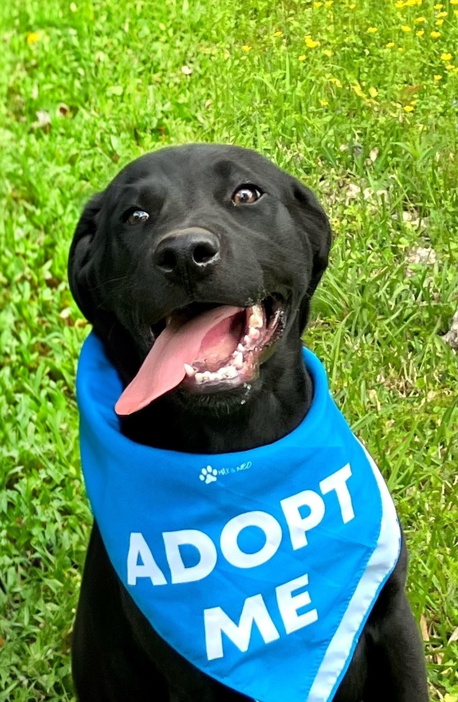 Enlarge Colby - In NJ, an adopted Black Labrador Retriever in Willington, CT image 6/6