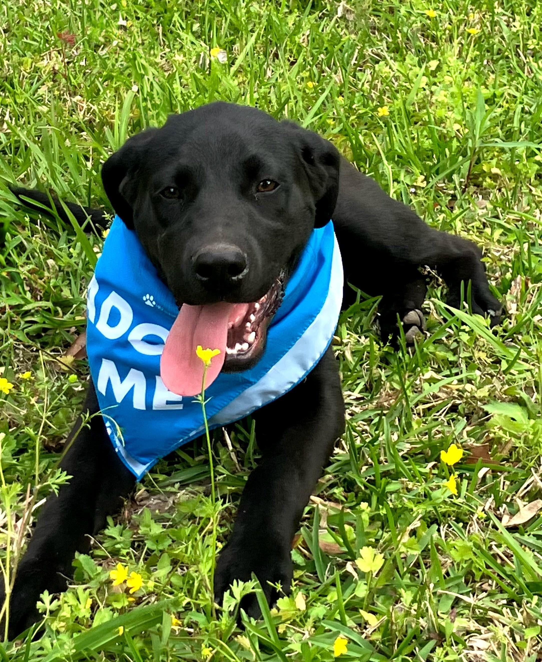 Enlarge Colby - In NJ, an adopted Black Labrador Retriever in Willington, CT image 3/6