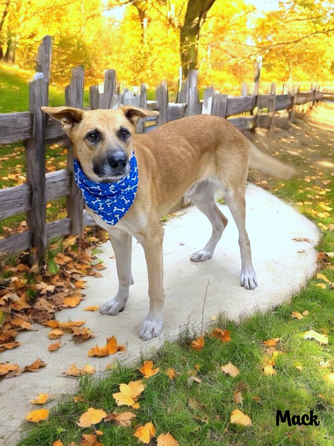 Enlarge MACK, a Adoptable mixed breed in Sumter, SC image 1/1