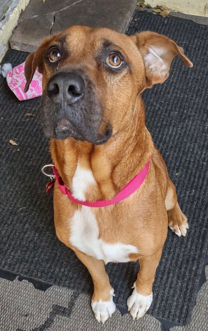 Enlarge Maverick, a Adoptable mixed breed in Ocala, FL image 1/4