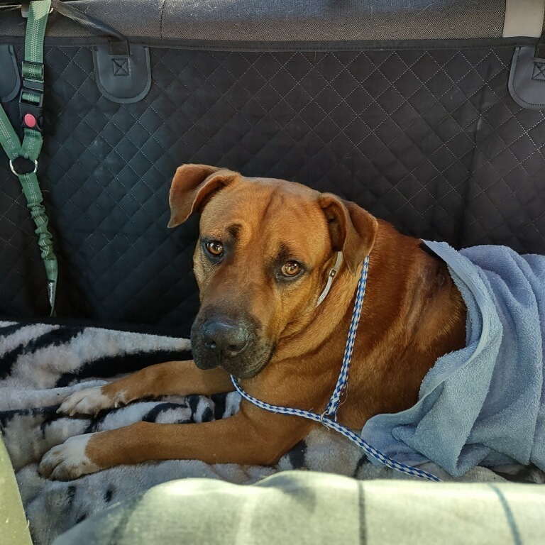 Maverick, Adoptable, Adult Male Boxer & American Bulldog.