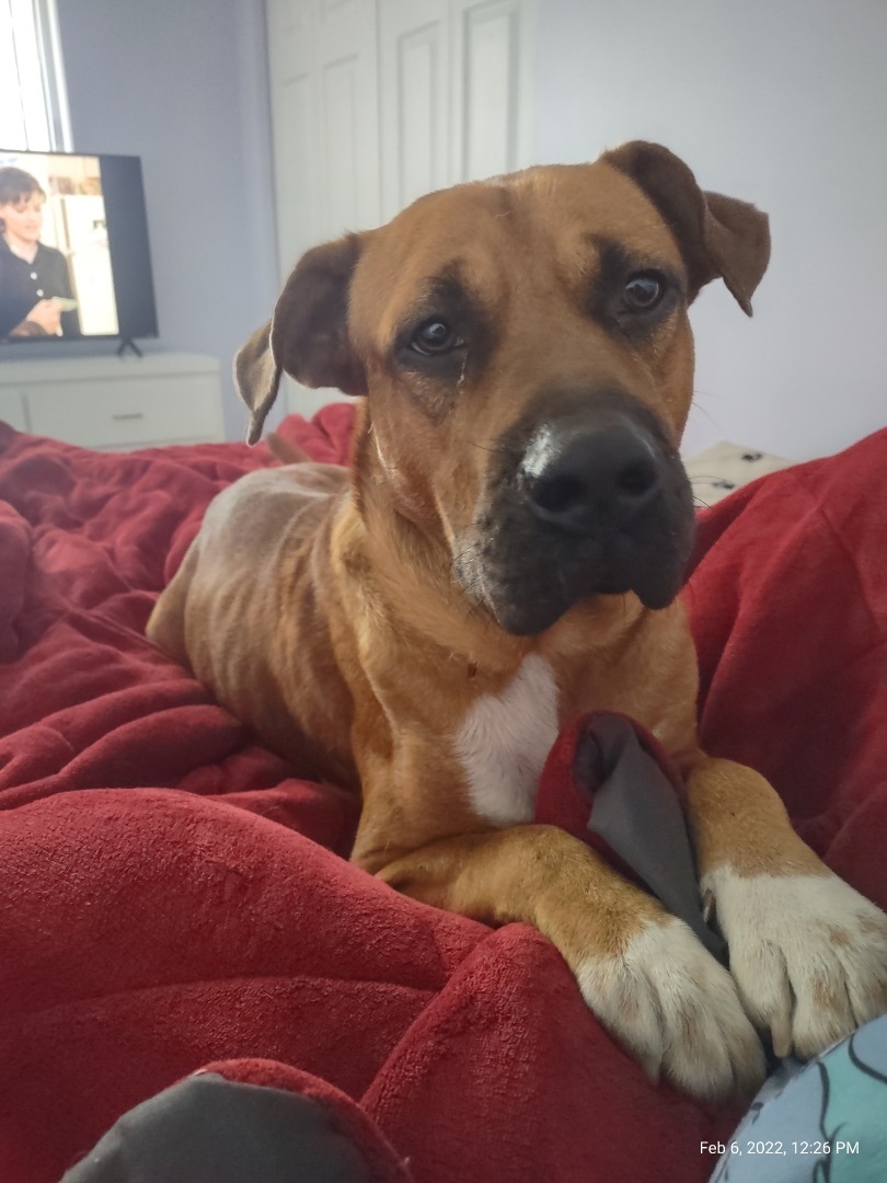 Enlarge Maverick, a Adoptable mixed breed in Ocala, FL image 4/4