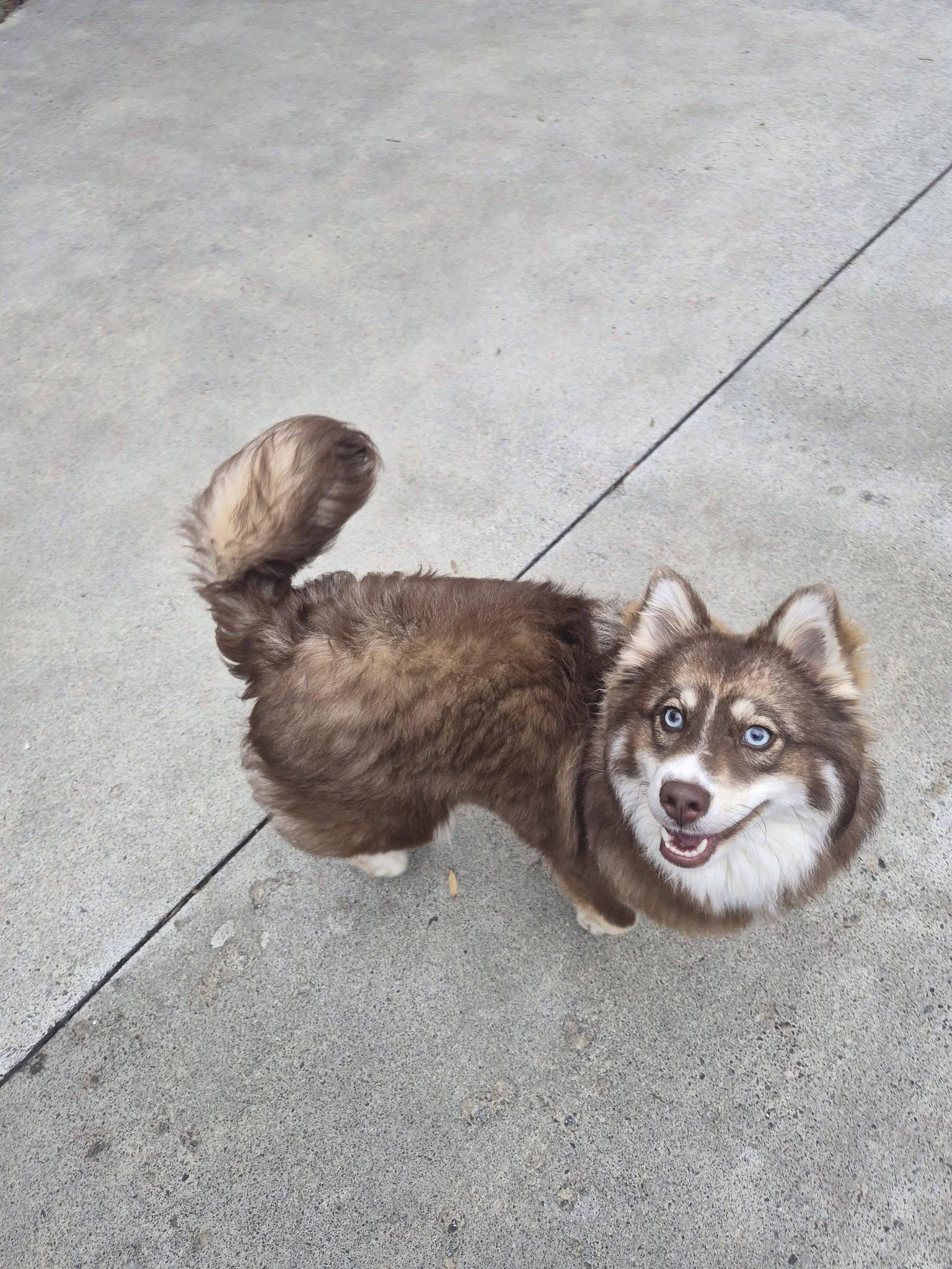 Enlarge Skylar, an adopted mixed breed in Sevierville, TN image 2/4