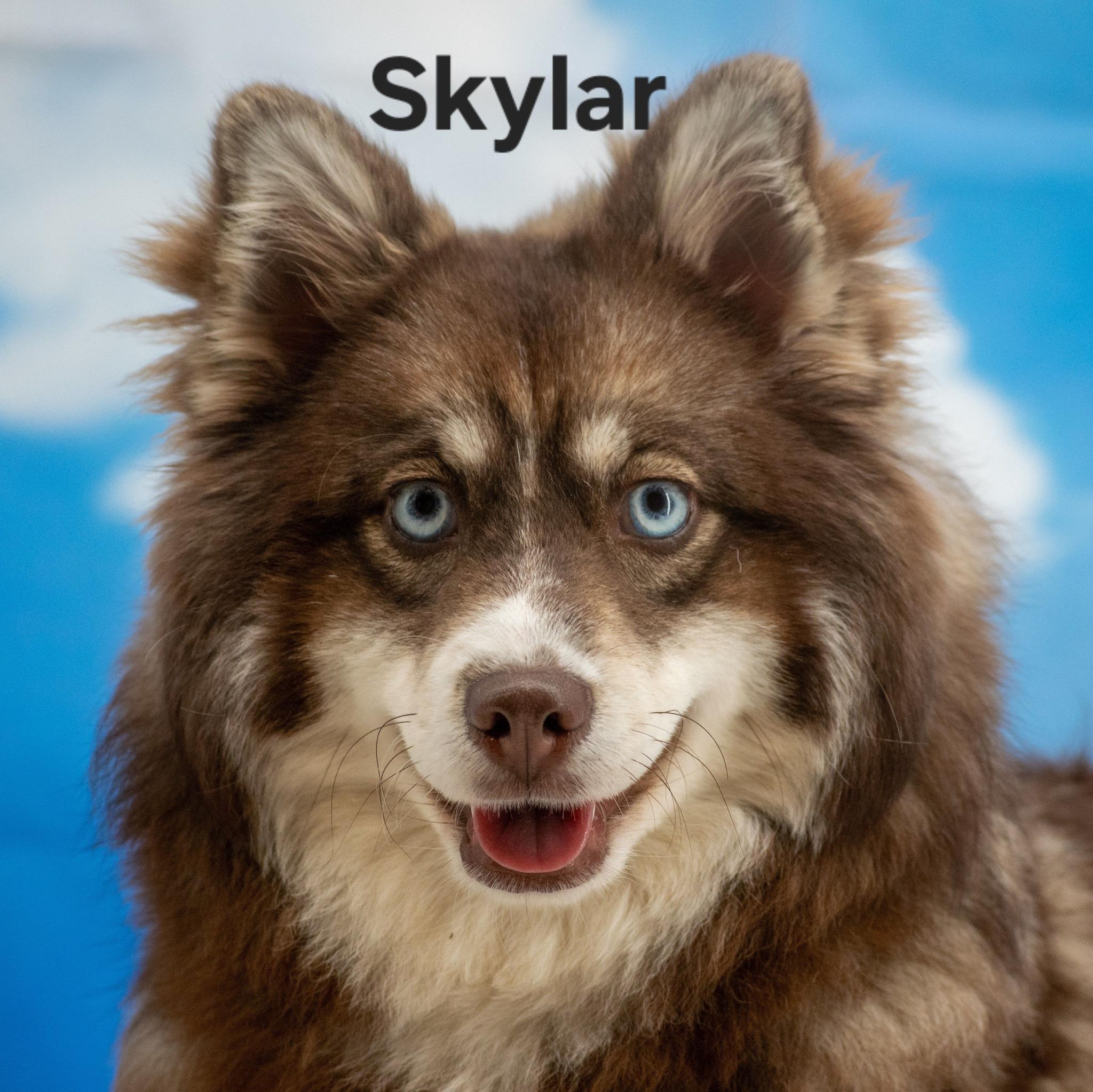 Enlarge Skylar, an adopted mixed breed in Sevierville, TN image 1/4