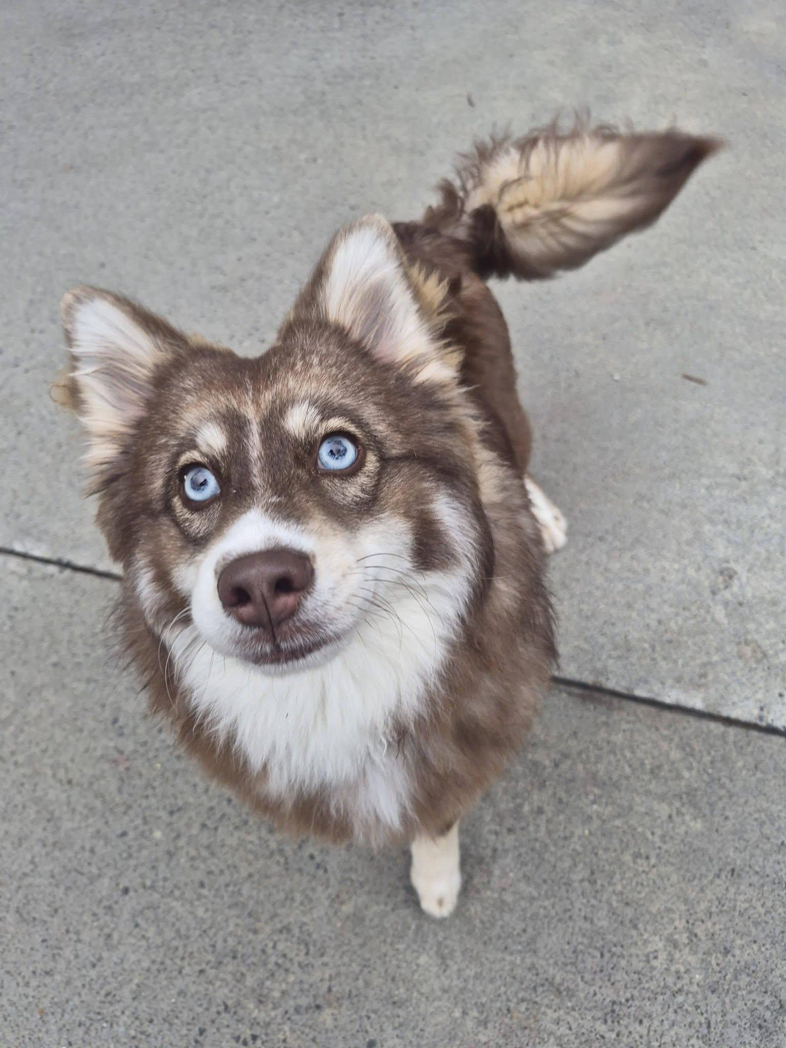 Enlarge Skylar, an adopted mixed breed in Sevierville, TN image 4/4