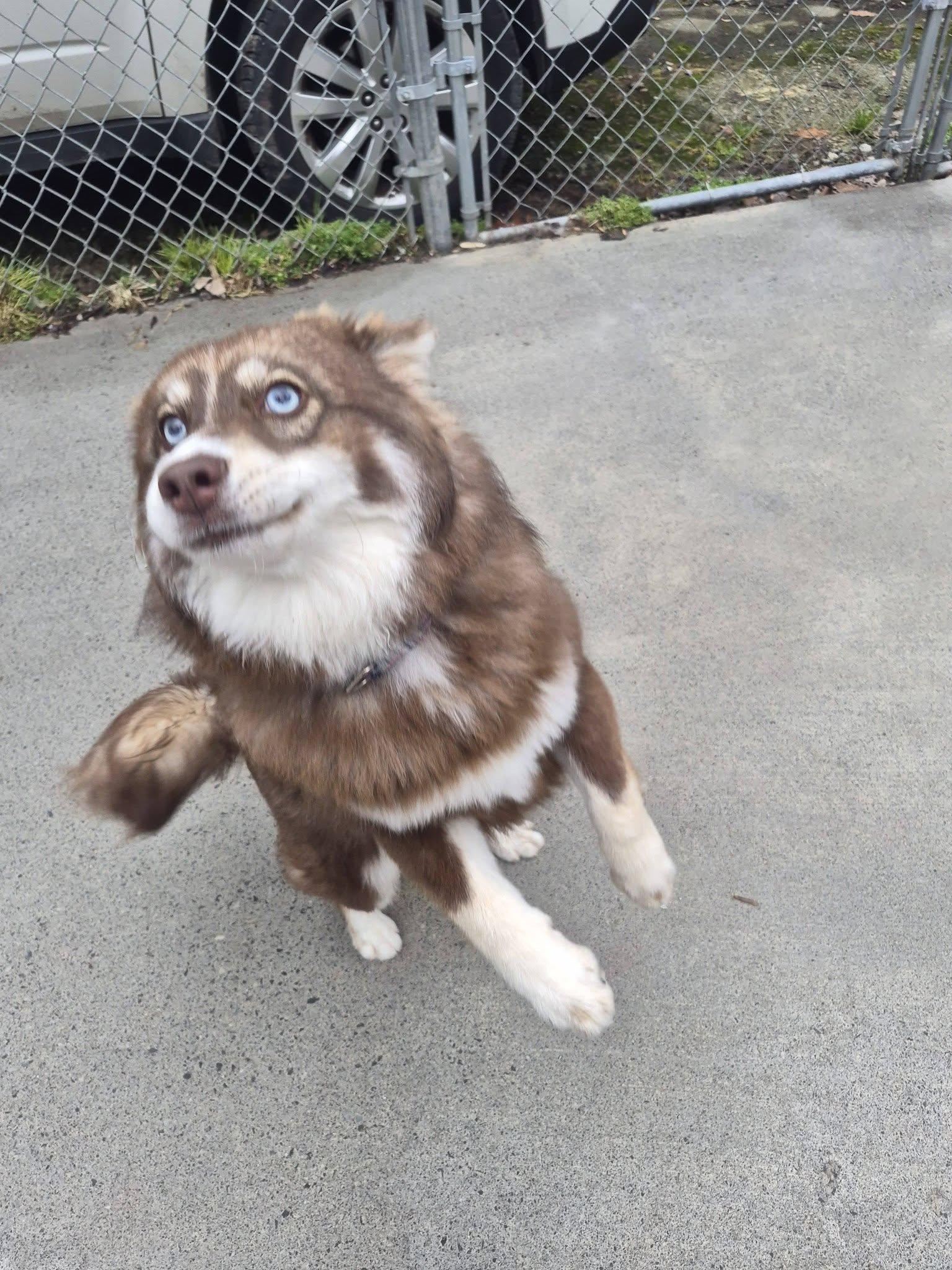 Enlarge Skylar, an adopted mixed breed in Sevierville, TN image 3/4