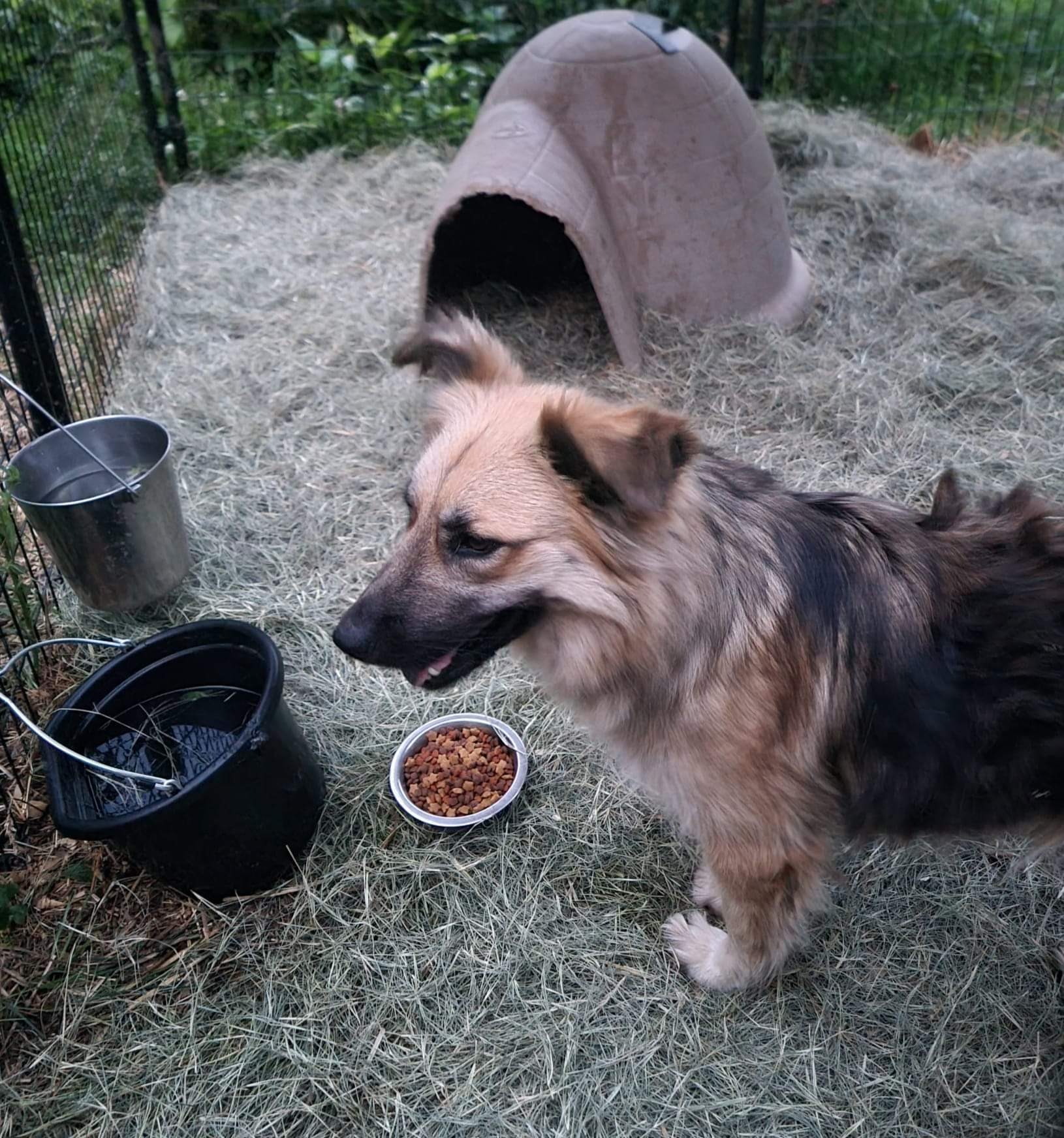 Charm, a Adoptable mixed breed in Covington, TN image 2/3