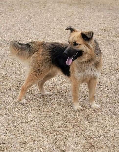 Charm, a Adoptable mixed breed in Covington, TN image 1/3