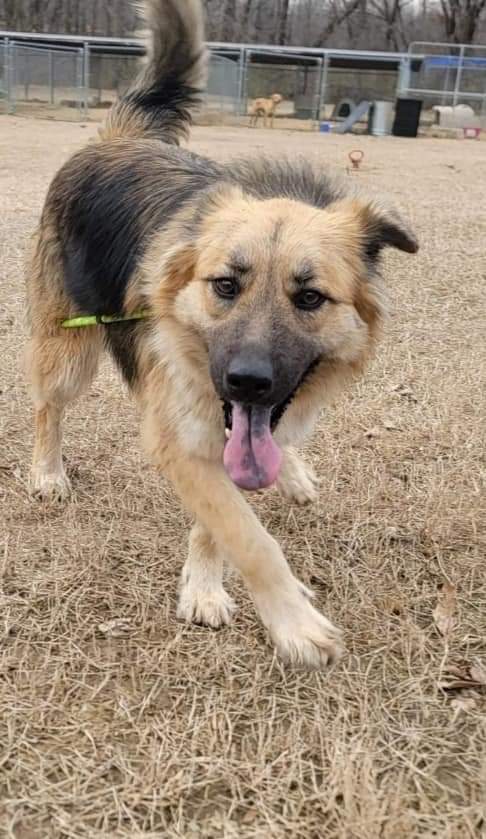 Charm, a Adoptable mixed breed in Covington, TN image 3/3