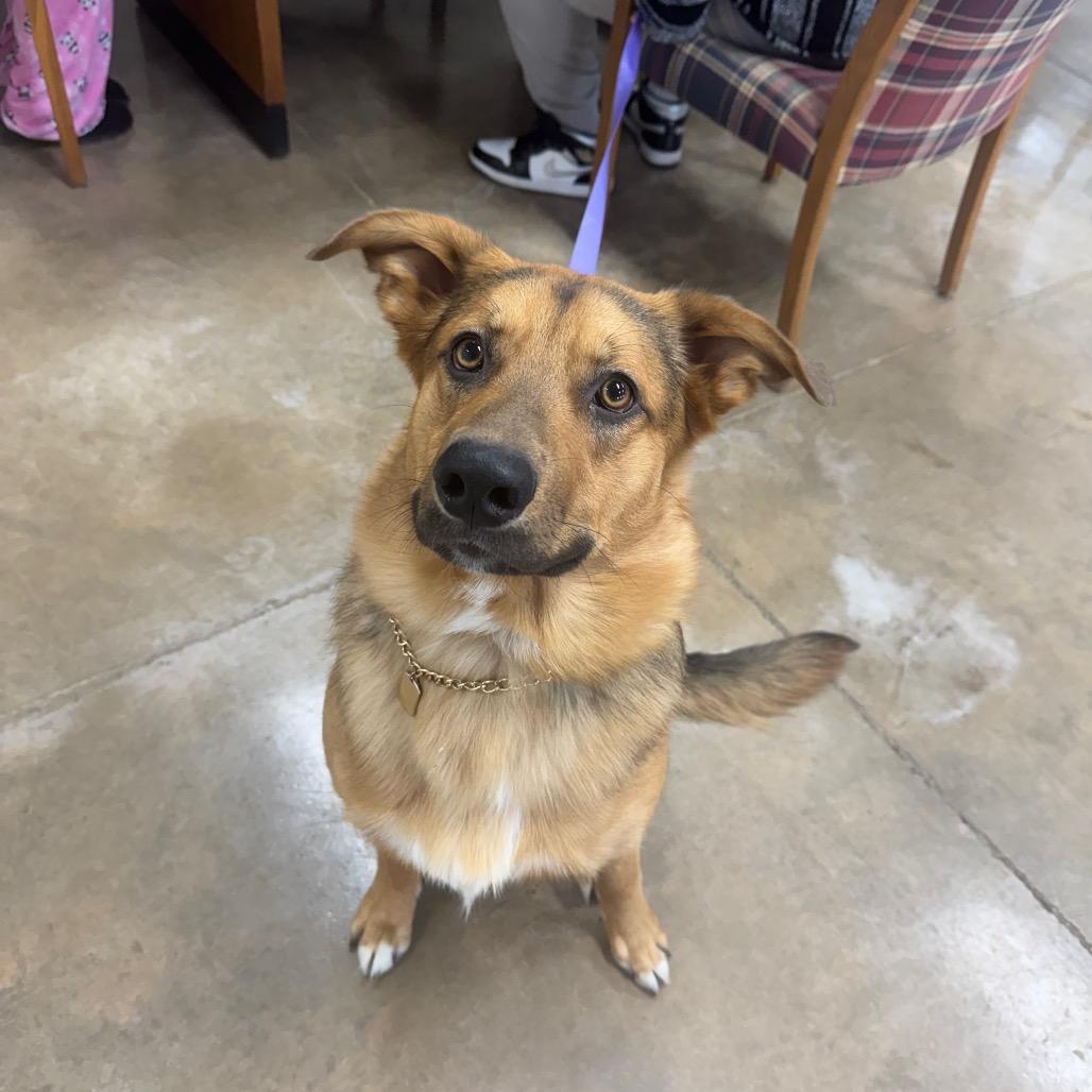 Enlarge Rex, a Adoptable mixed breed in Shelbyville, IL image 1/1