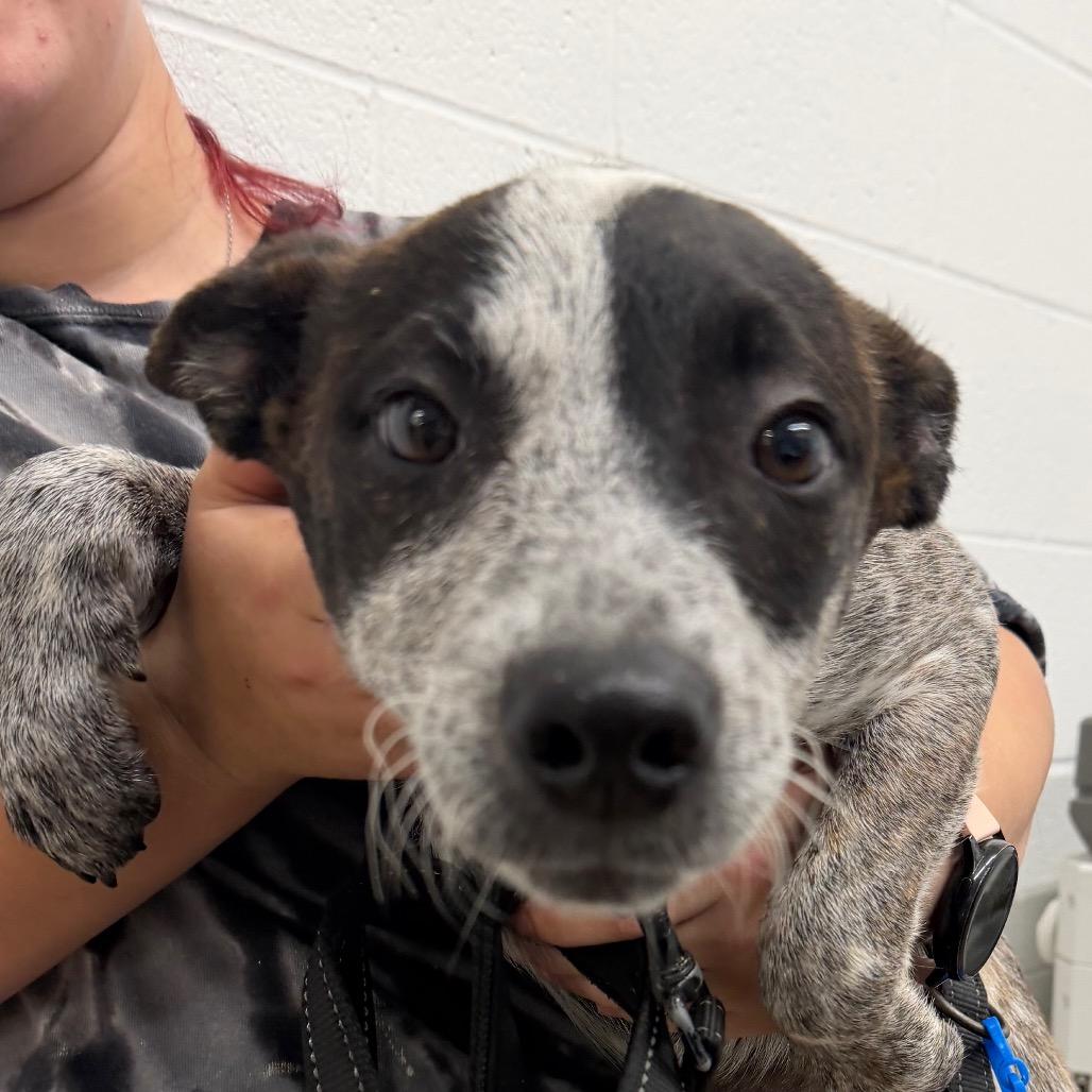 Butternut, Adoptable, Puppy Female Cattle Dog & Australian Cattle Dog / Blue Heeler.