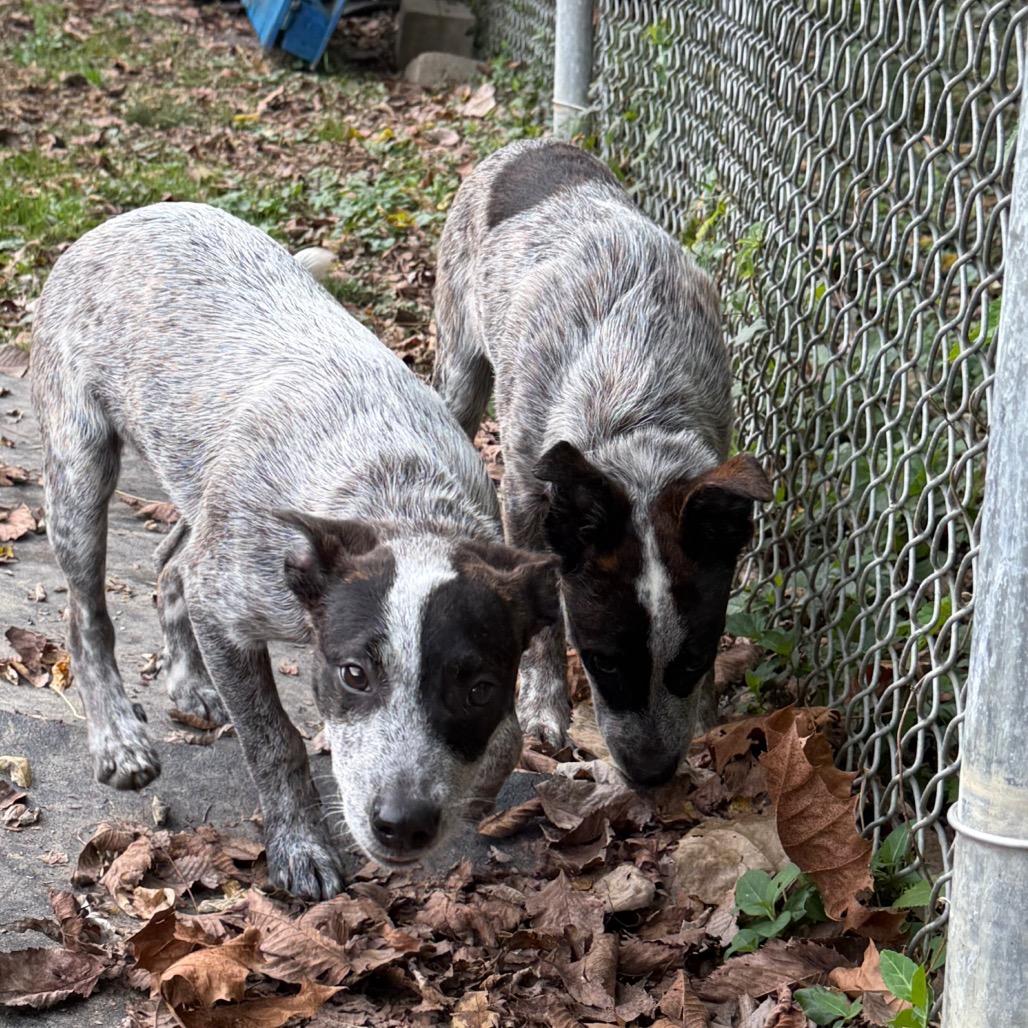 Enlarge Butternut, a Adoptable mixed breed in Zanesville, OH image 2/4