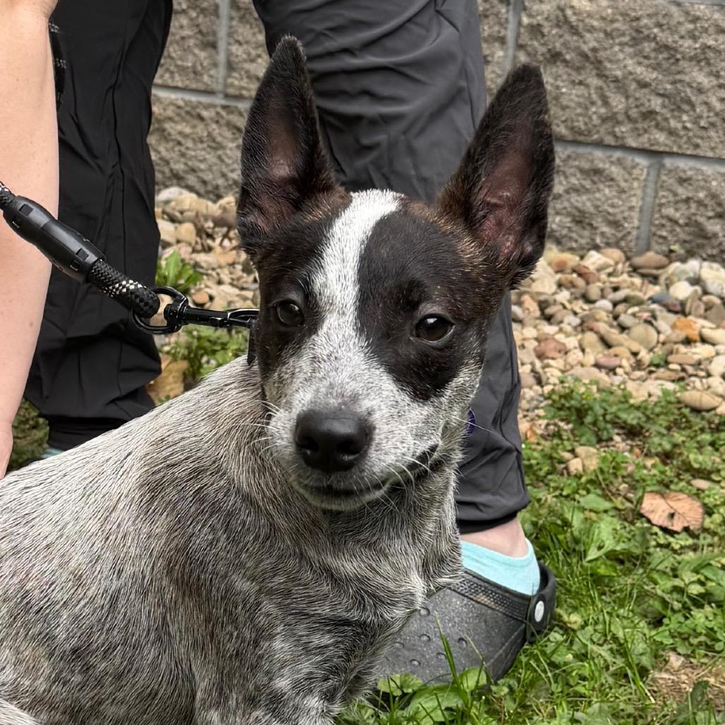 Enlarge Butternut, a Adoptable mixed breed in Zanesville, OH image 3/4