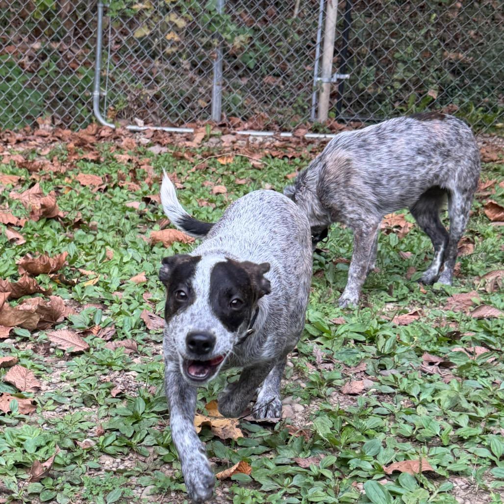 Enlarge Butternut, a Adoptable mixed breed in Zanesville, OH image 4/4