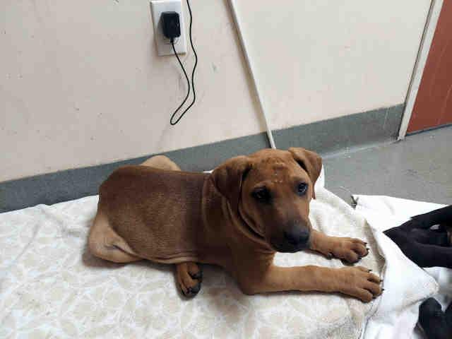 A1946597, Adoptable, Puppy Male Pit Bull Terrier.