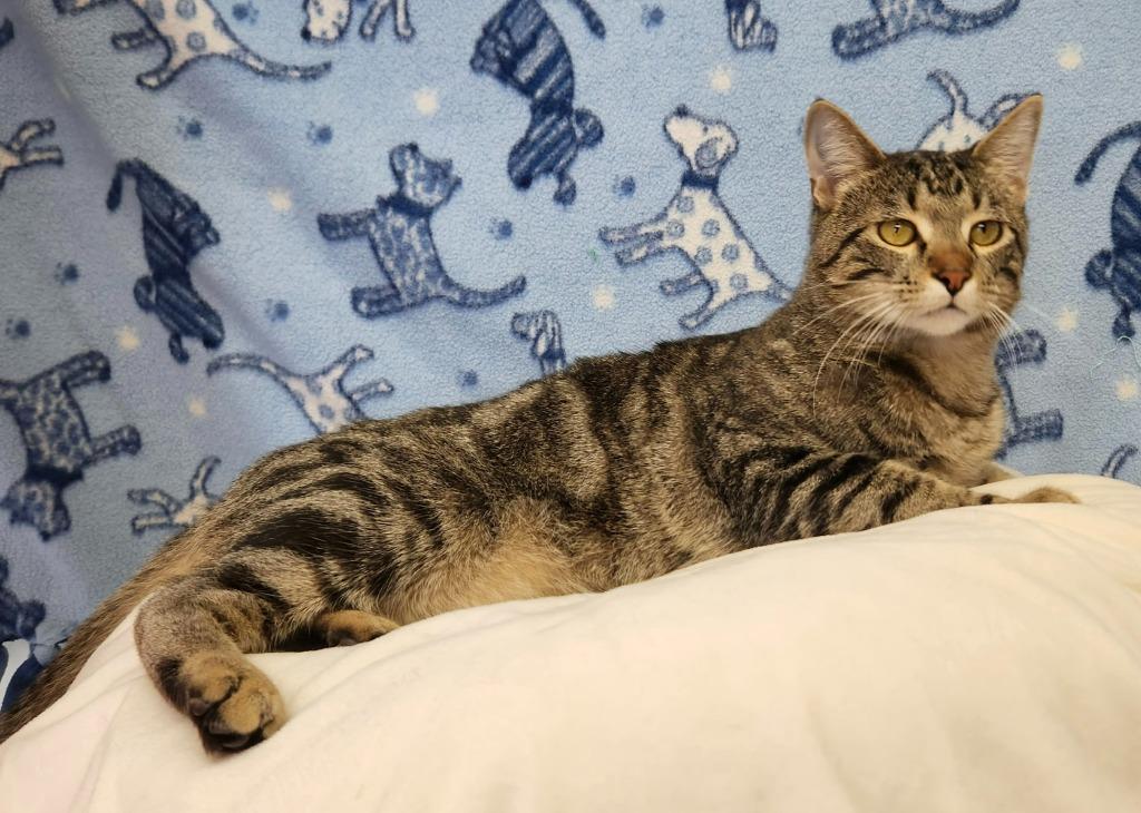 Enlarge Clem, a ADOPTABLE Domestic Short Hair in Benld, IL image 1/1