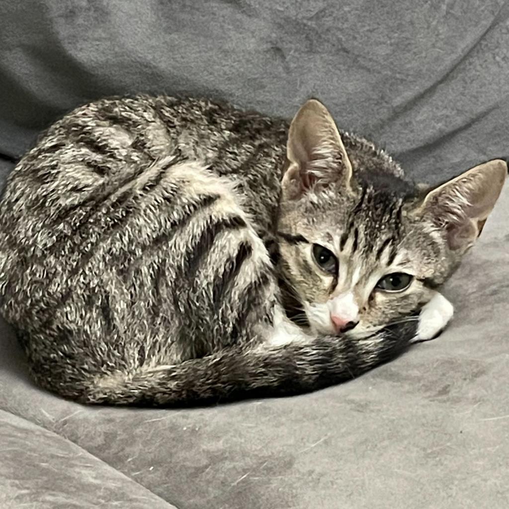 Ryder, Adoptable, Adult Male Domestic Short Hair.