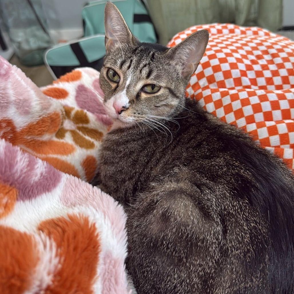 Enlarge Ryder, a Adoptable Domestic Short Hair in Tallahassee, FL image 2/3