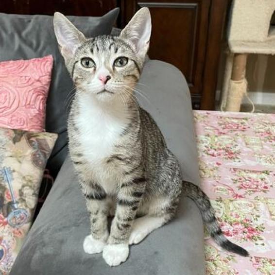 Enlarge Ryder, a Adoptable Domestic Short Hair in Tallahassee, FL image 3/3