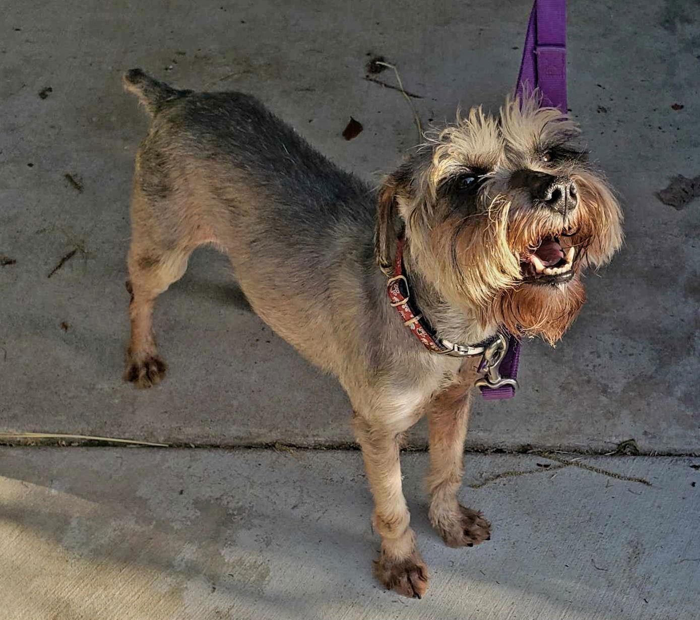 Luna, Adopted, Young Female Schnauzer.