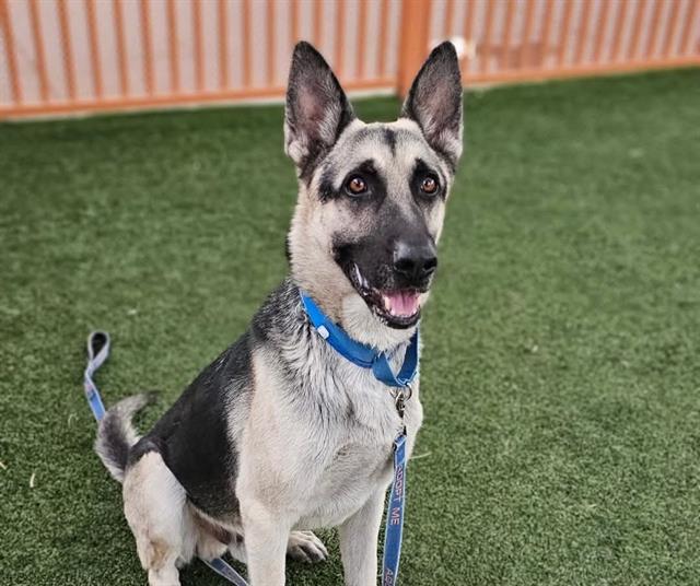 KING, Adoptable, Adult Male German Shepherd Dog.