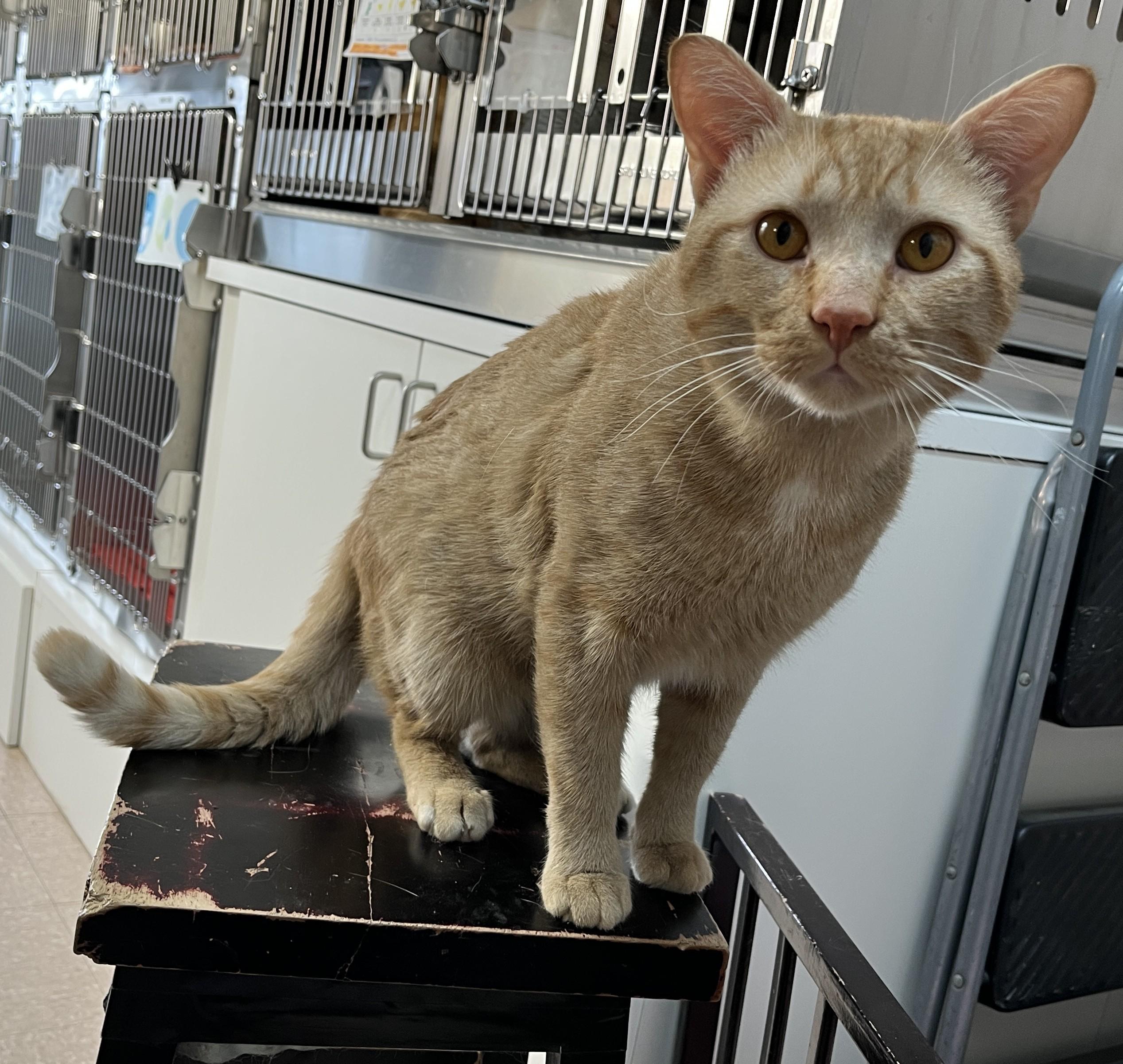 Enlarge SNICKERS (CR/SC), an adopted Domestic Short Hair in Sainte-Angele-de-Monnoir, QC image 5/6