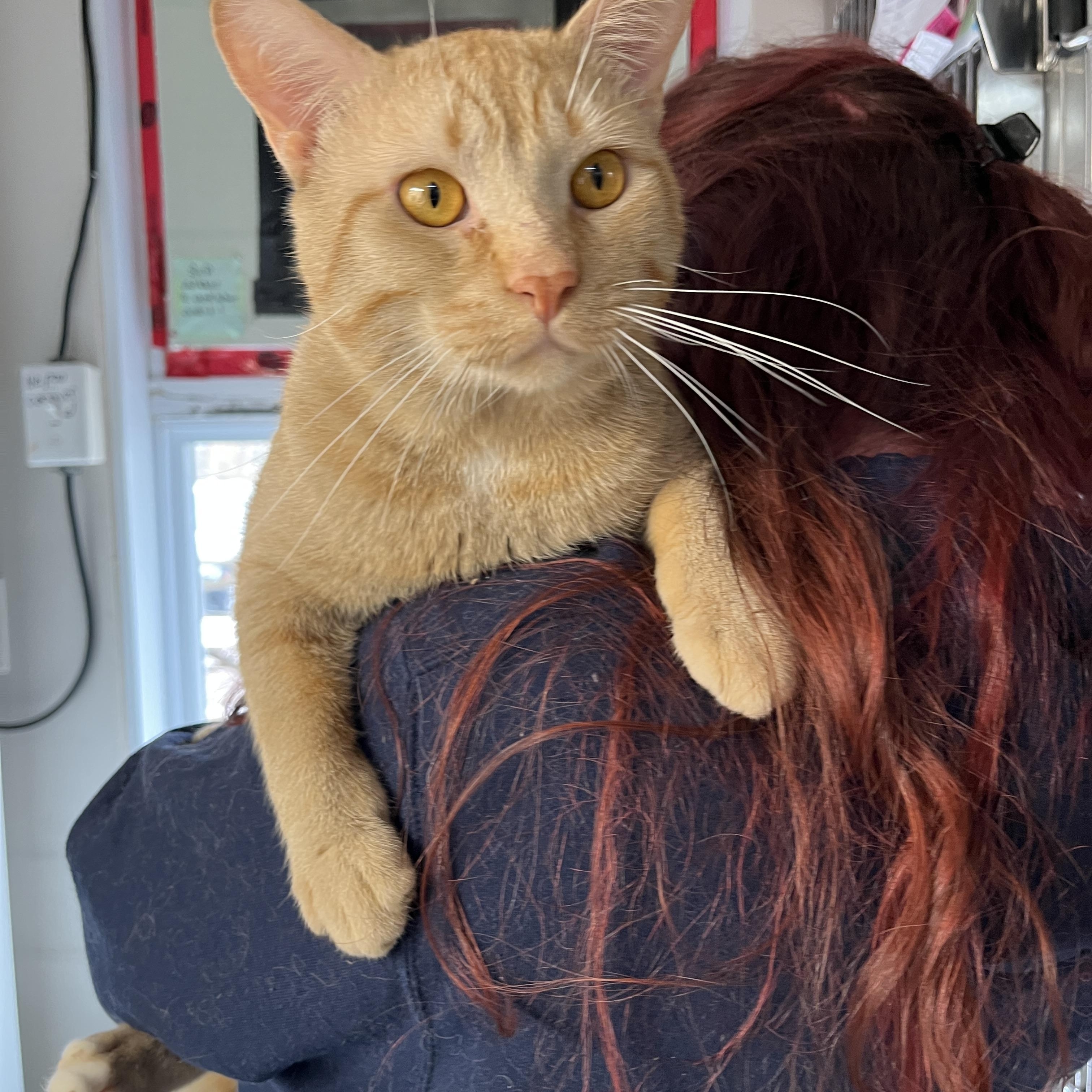 Enlarge SNICKERS (CR/SC), an adopted Domestic Short Hair in Sainte-Angele-de-Monnoir, QC image 2/6