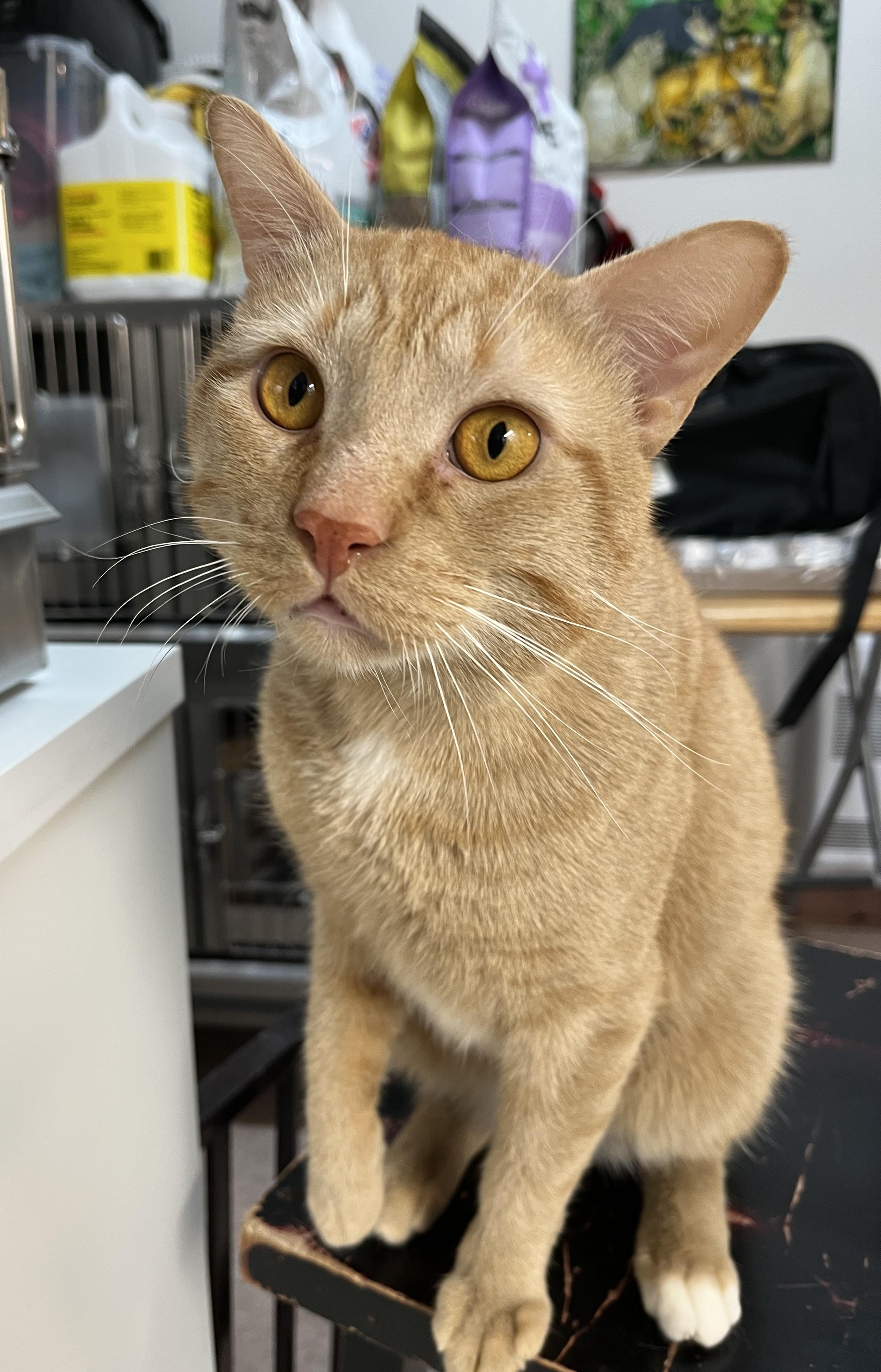 Enlarge SNICKERS (CR/SC), an adopted Domestic Short Hair in Sainte-Angele-de-Monnoir, QC image 3/6