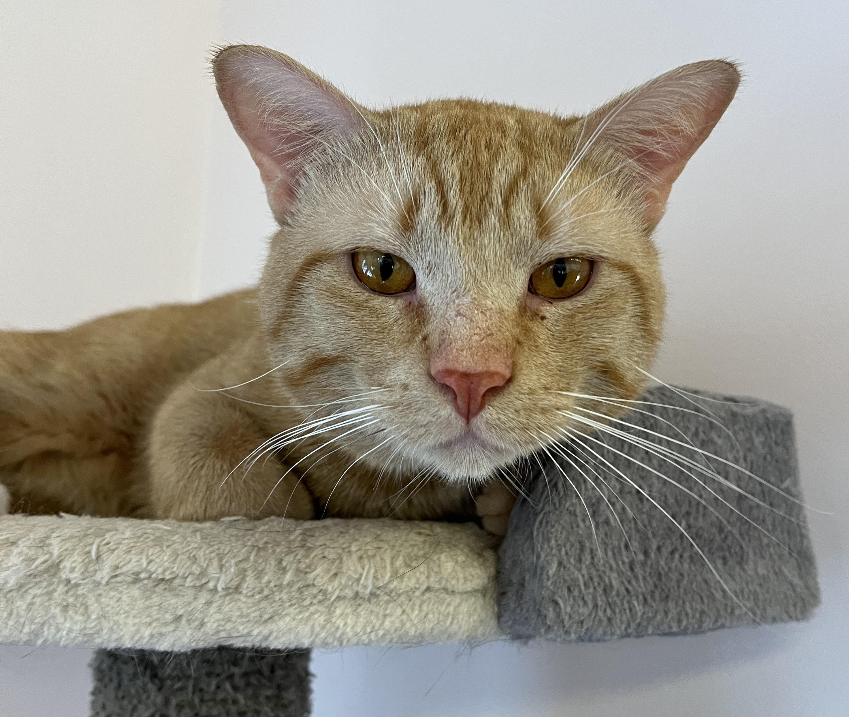 Enlarge SNICKERS (CR/SC), an adopted Domestic Short Hair in Sainte-Angele-de-Monnoir, QC image 4/6