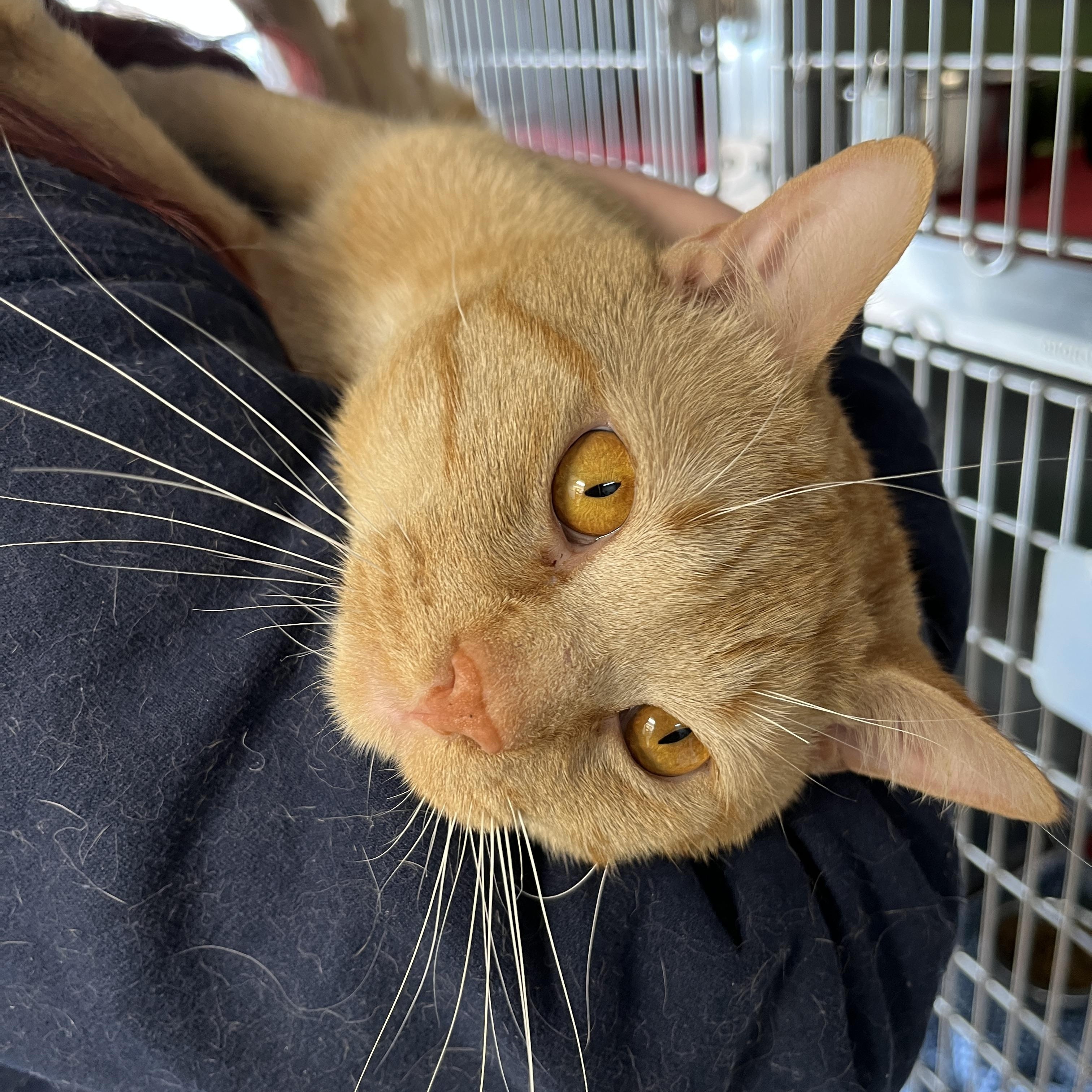 SNICKERS (CR/SC), adopted, Young Male Domestic Short Hair.