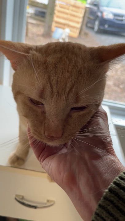 Enlarge SNICKERS (CR/SC), an adopted Domestic Short Hair in Sainte-Angele-de-Monnoir, QC video 6/6