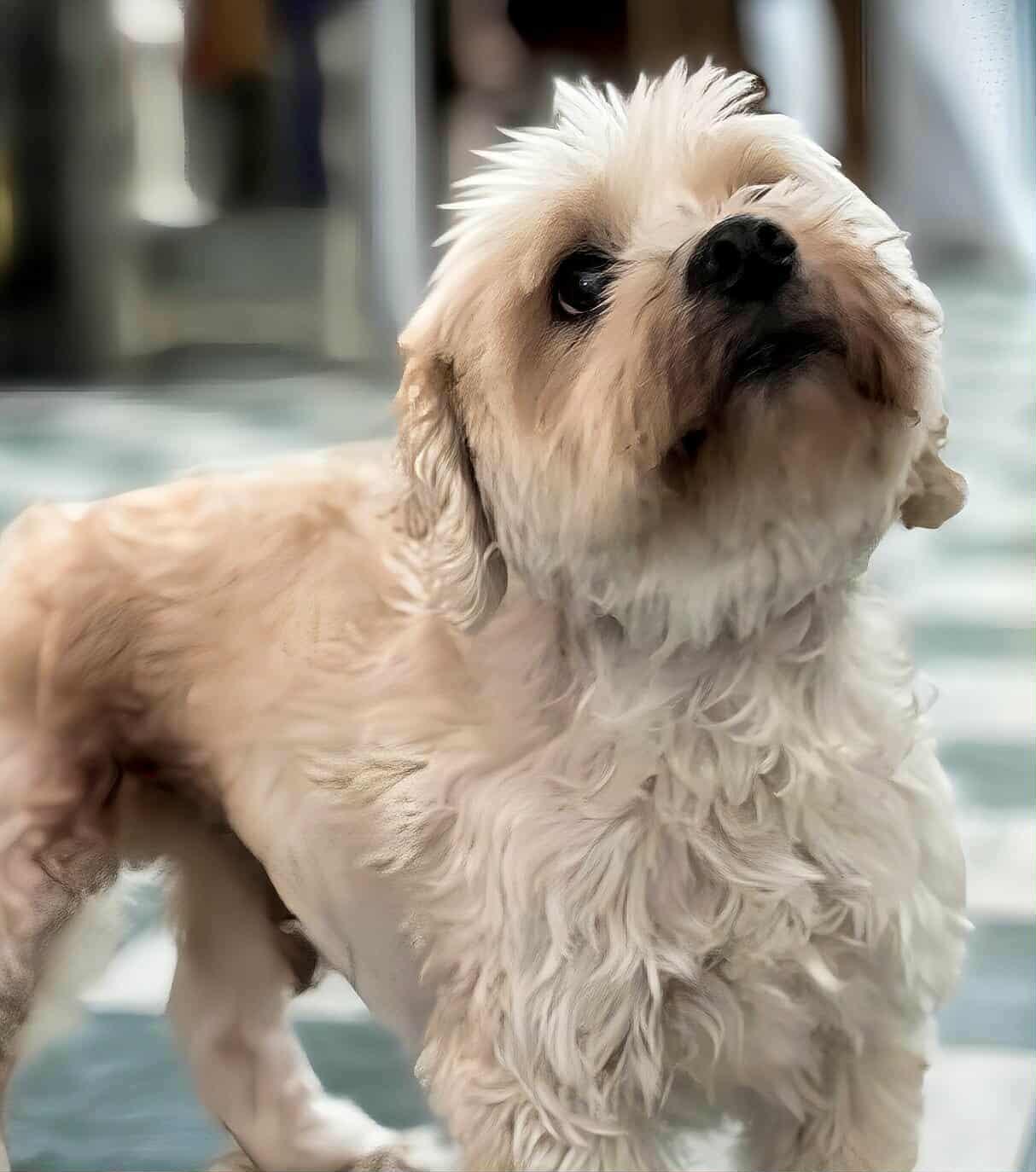 Pickleball, Adoptable, Senior Male Maltese & Yorkshire Terrier.