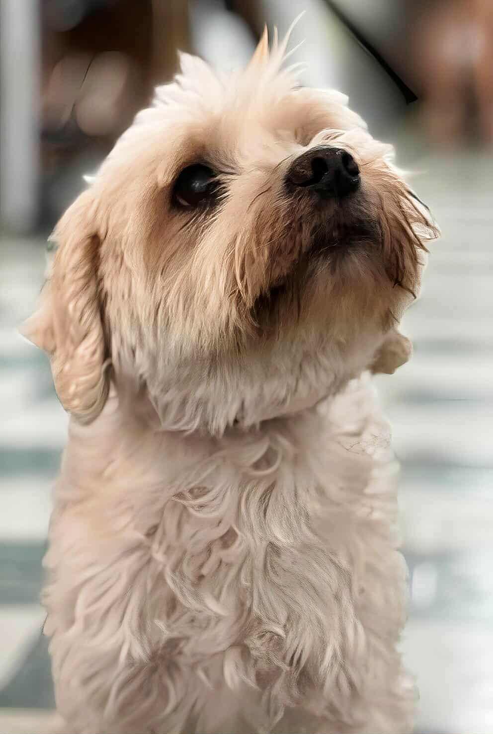 Enlarge Pickleball, a Adoptable mixed breed in Charlotte, NC image 2/6