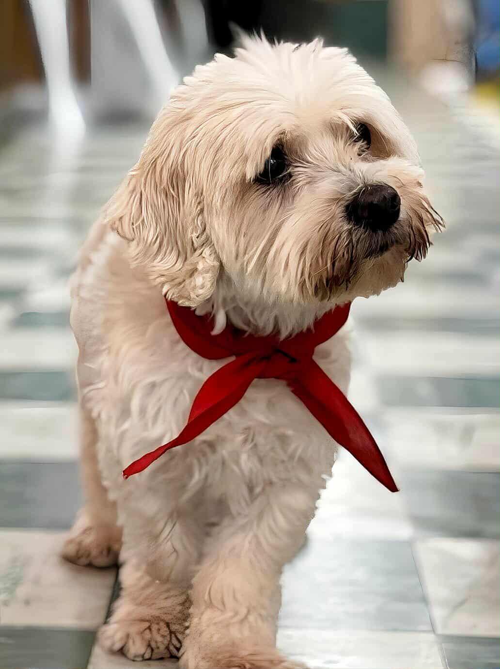 Enlarge Pickleball, a Adoptable mixed breed in Charlotte, NC image 3/6