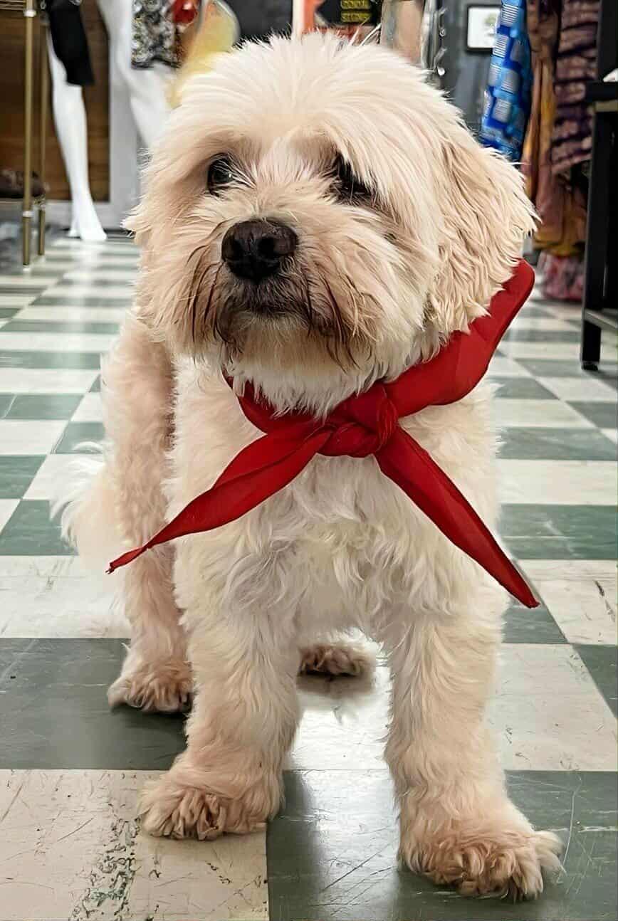 Enlarge Pickleball, a Adoptable mixed breed in Charlotte, NC image 4/6