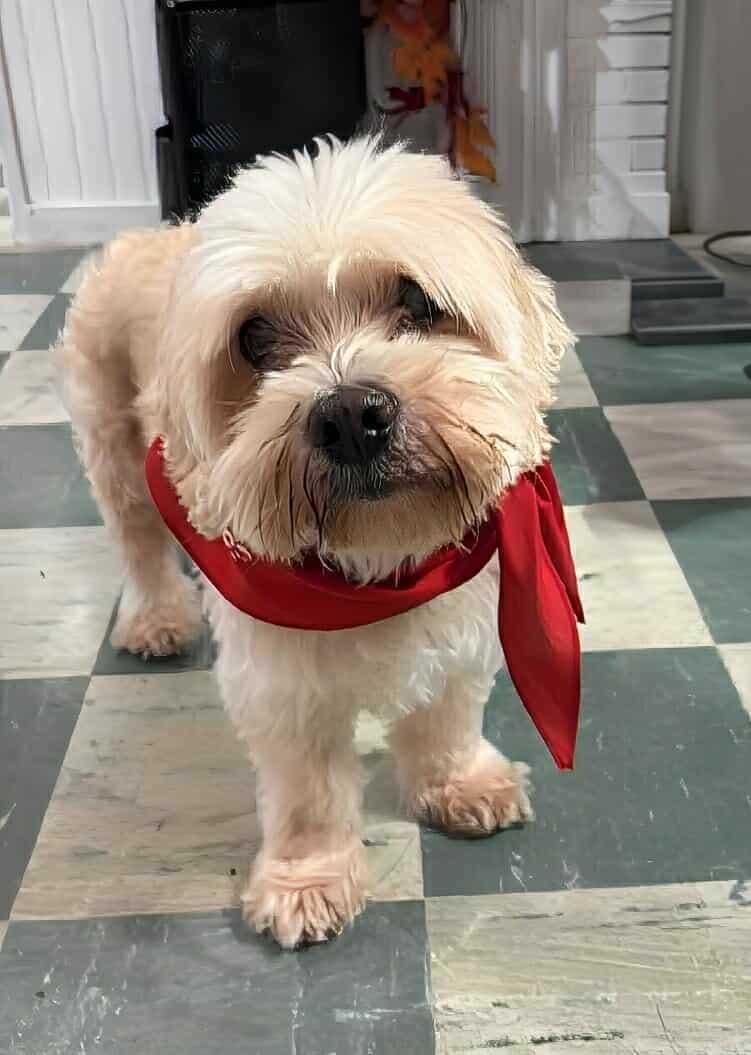 Pickleball thumbnail 4