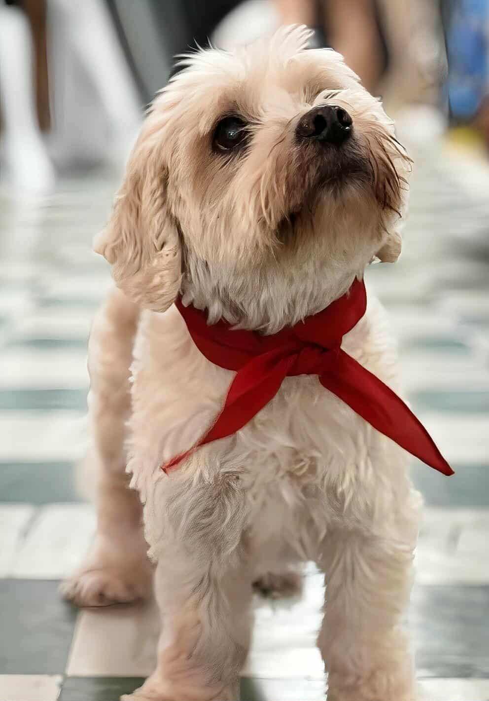 Enlarge Pickleball, a Adoptable mixed breed in Charlotte, NC image 6/6