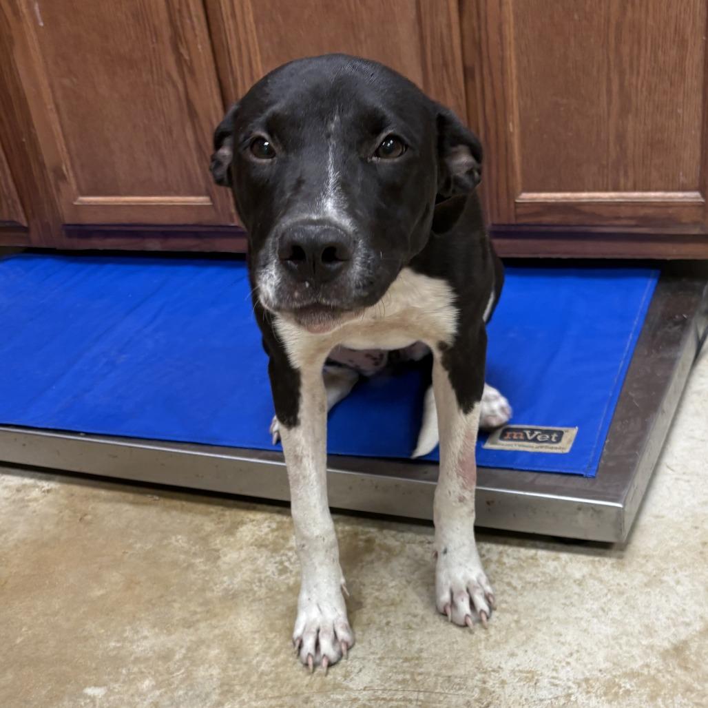 Enlarge Darling- 100604U, a Adoptable mixed breed in Tupelo, MS image 1/1